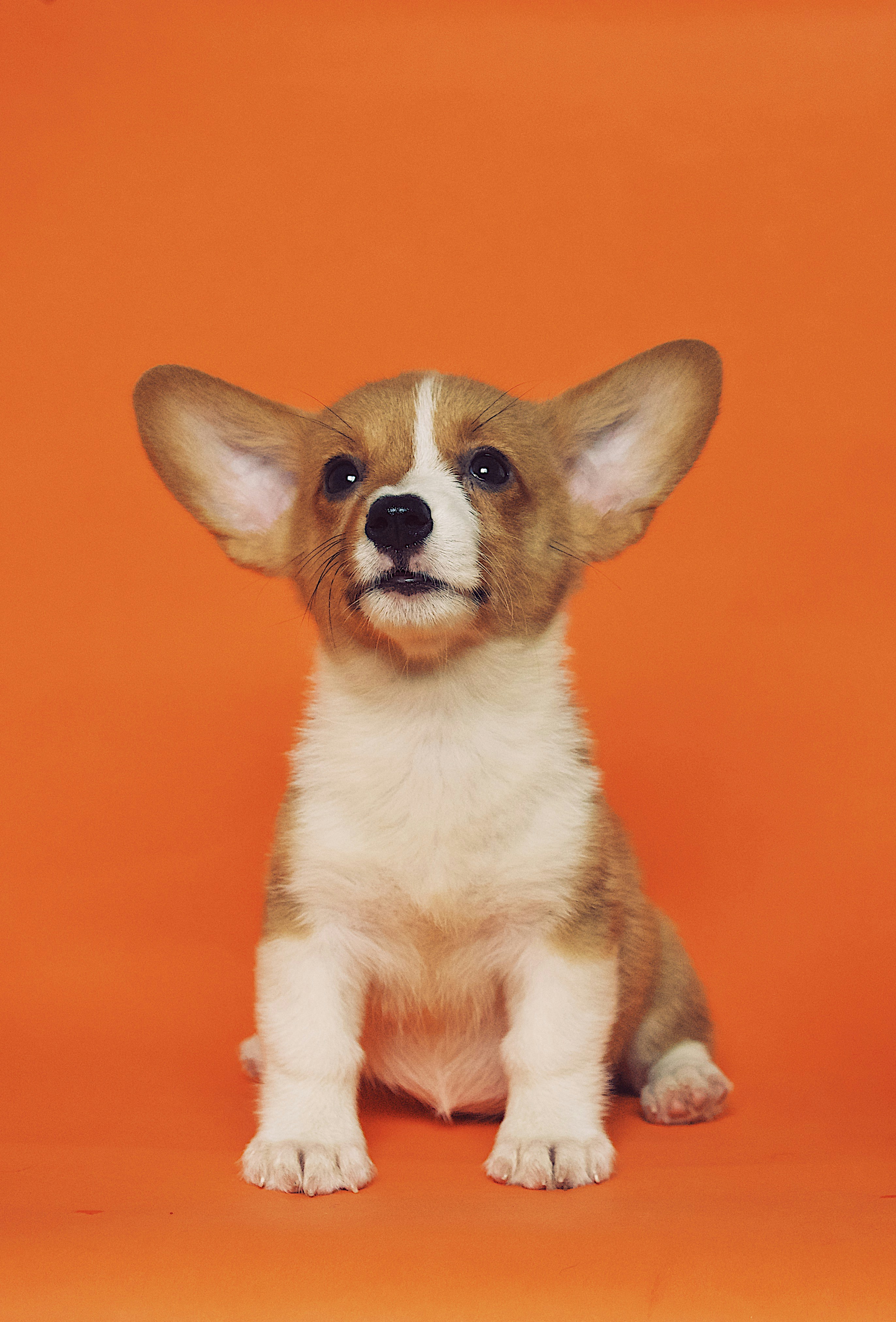 Puppy